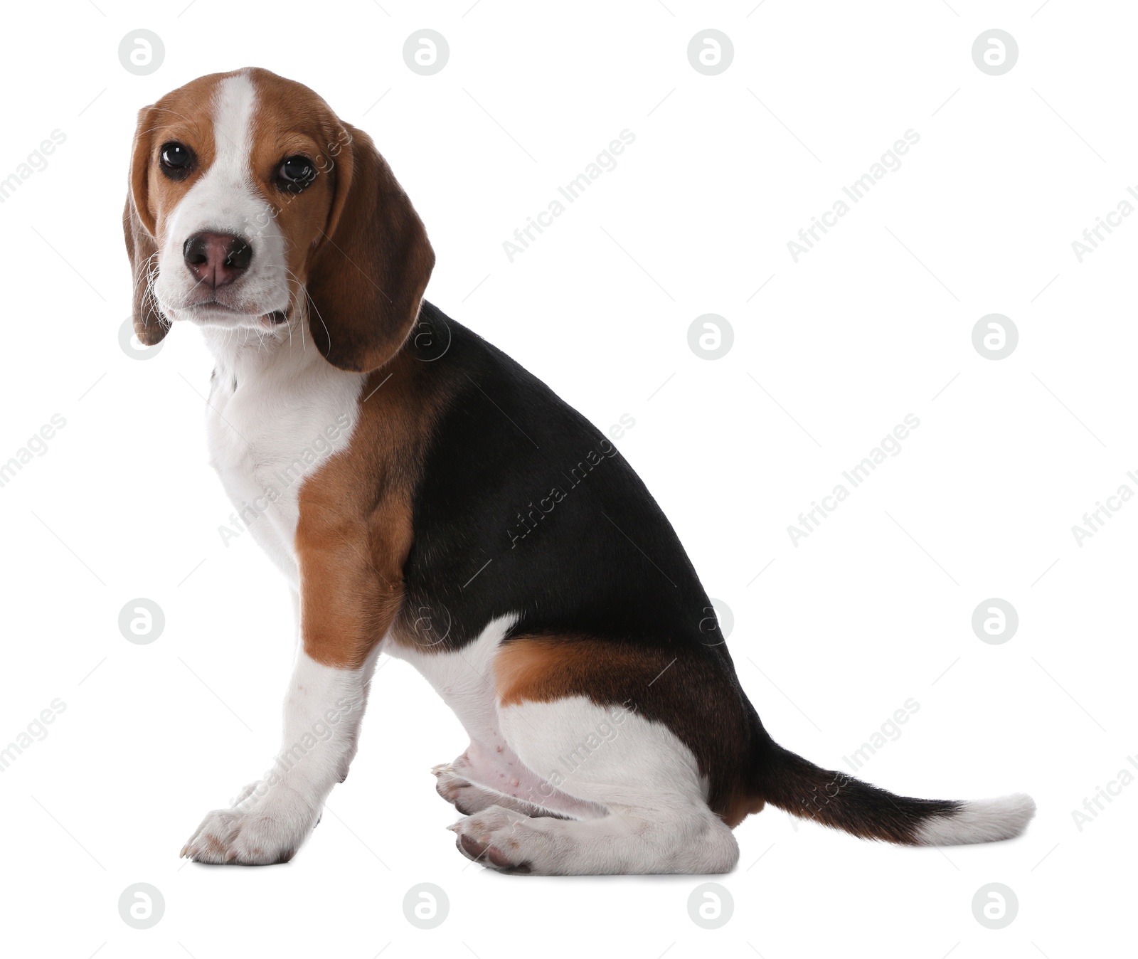 Photo of Cute Beagle puppy on white background. Adorable pet