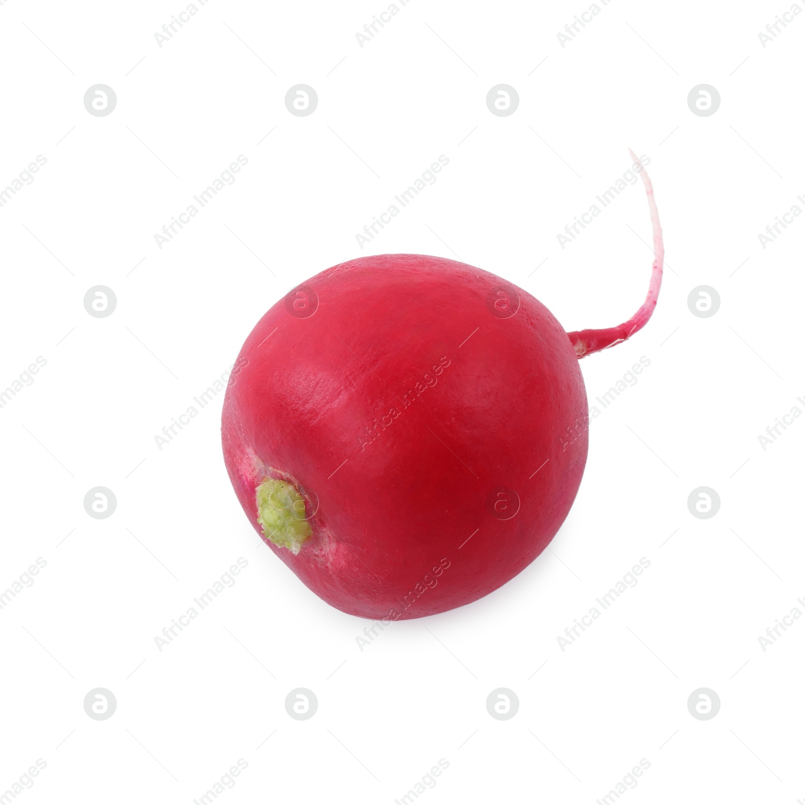 Photo of One fresh ripe radish isolated on white