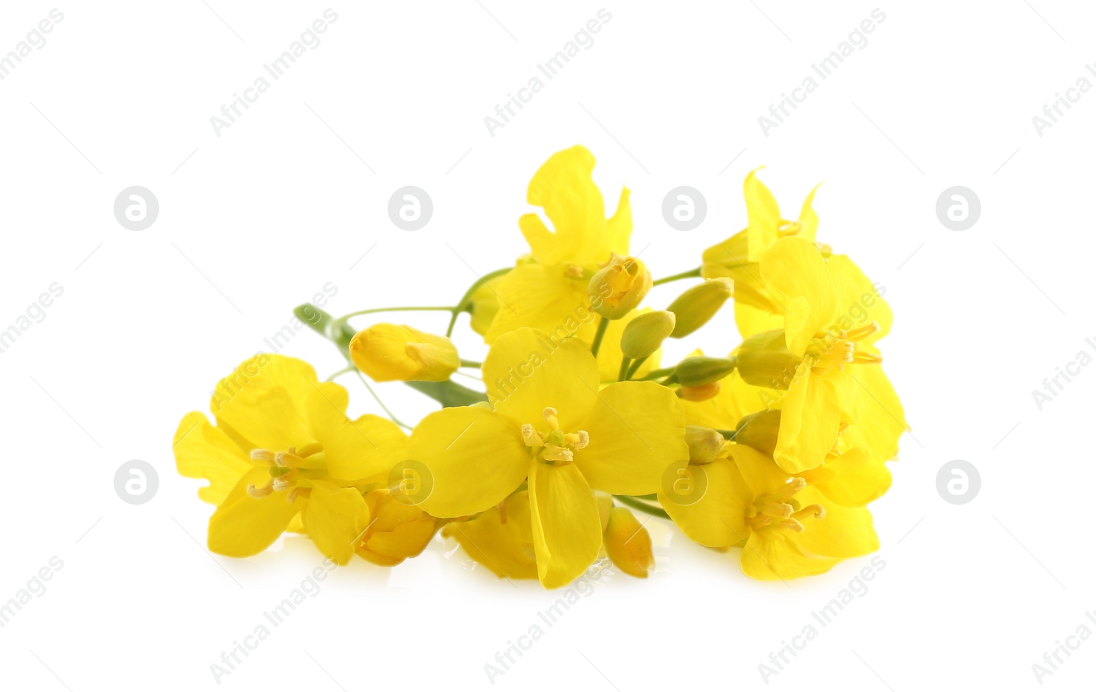 Photo of Beautiful yellow rapeseed flowers isolated on white