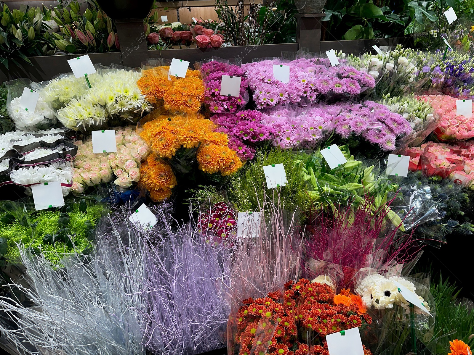 Photo of Assortment of beautiful flowers in floral shop