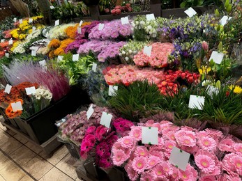 Assortment of beautiful flowers in floral shop