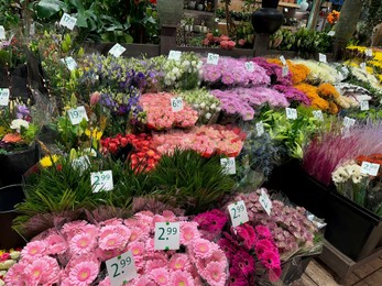 Assortment of beautiful flowers in floral shop