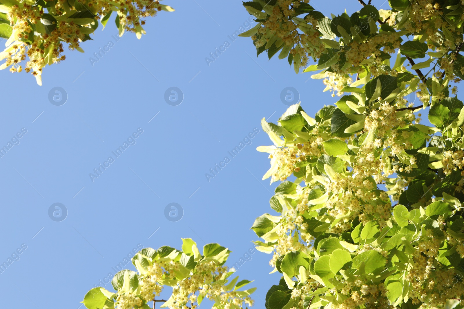 Photo of Beautiful linden tree with blossoms and green leaves under blue sky, low angle view. Space for text