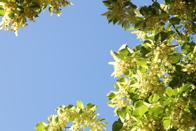 Beautiful linden tree with blossoms and green leaves under blue sky, low angle view. Space for text