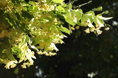 Photo of Beautiful linden tree with blossoms and green leaves outdoors