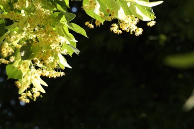 Beautiful linden tree with blossoms and green leaves outdoors, space for text