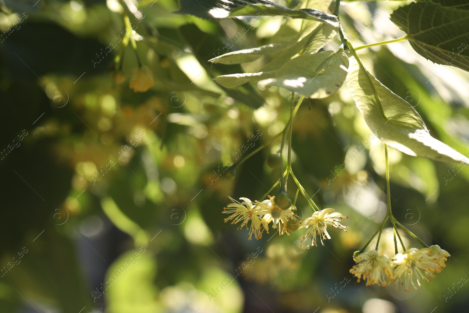 Photo of Beautiful linden tree with blossoms and green leaves outdoors, space for text