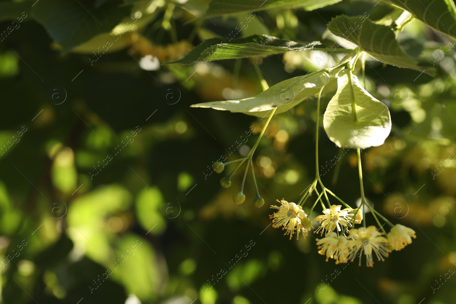 Photo of Beautiful linden tree with blossoms and green leaves outdoors, space for text