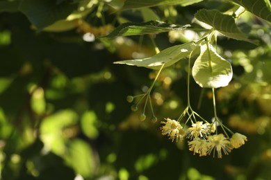 Photo of Beautiful linden tree with blossoms and green leaves outdoors, space for text