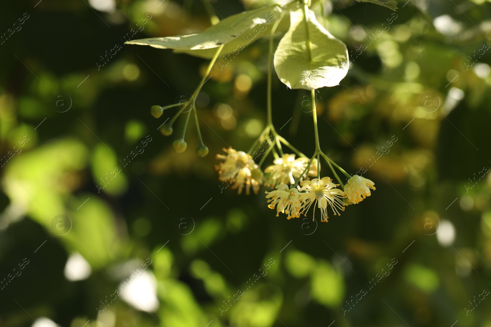 Photo of Beautiful linden tree with blossoms and green leaves outdoors