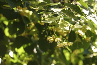 Photo of Beautiful linden tree with blossoms and green leaves outdoors, space for text