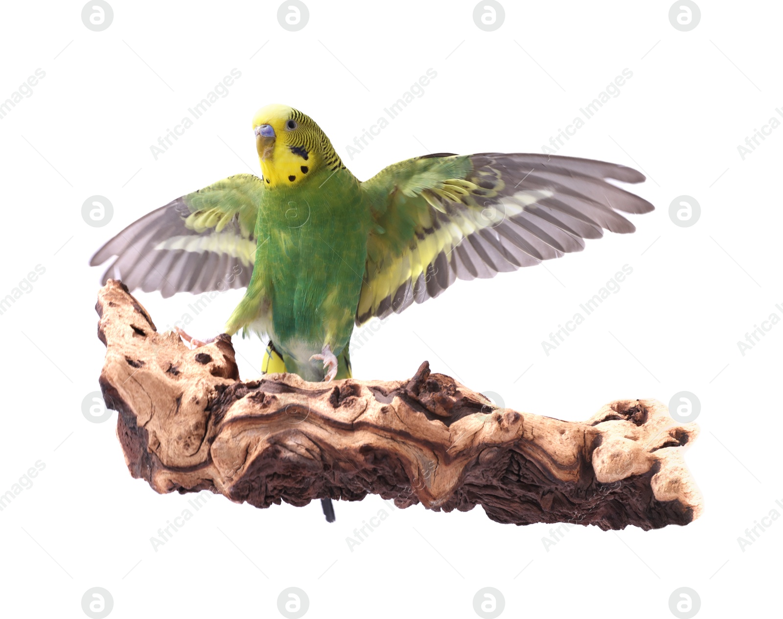 Photo of Bright parrot on wooden snag against white background. Exotic pet