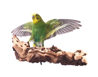 Photo of Bright parrot on wooden snag against white background. Exotic pet