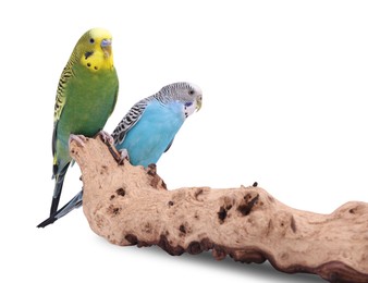 Photo of Bright parrots on wooden snag against white background. Exotic pets