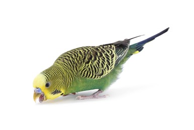 Photo of Beautiful bright parrot on white background. Exotic pet