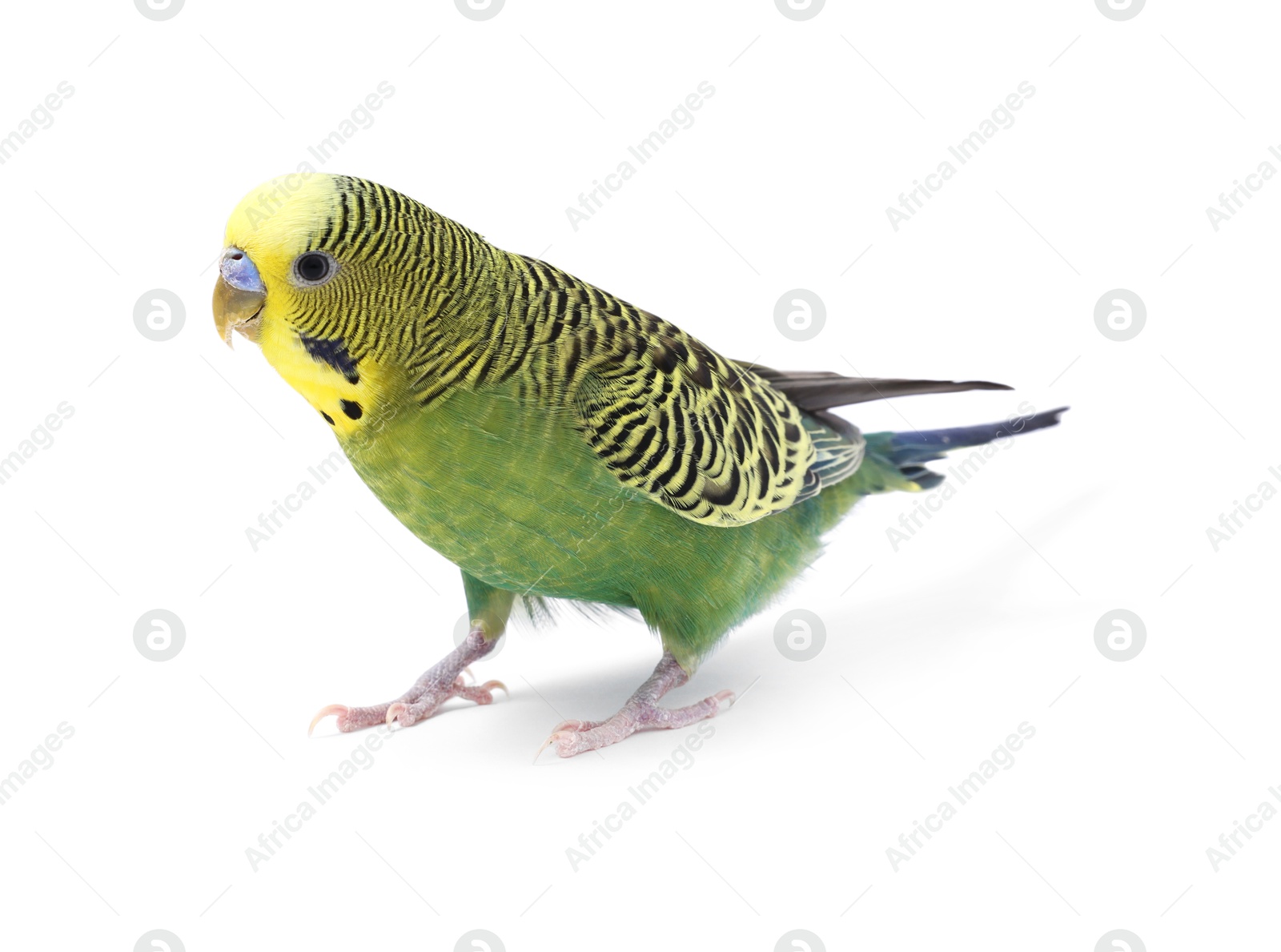 Photo of Beautiful bright parrot on white background. Exotic pet