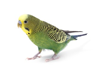 Photo of Beautiful bright parrot on white background. Exotic pet