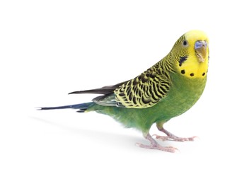 Photo of Beautiful bright parrot on white background. Exotic pet