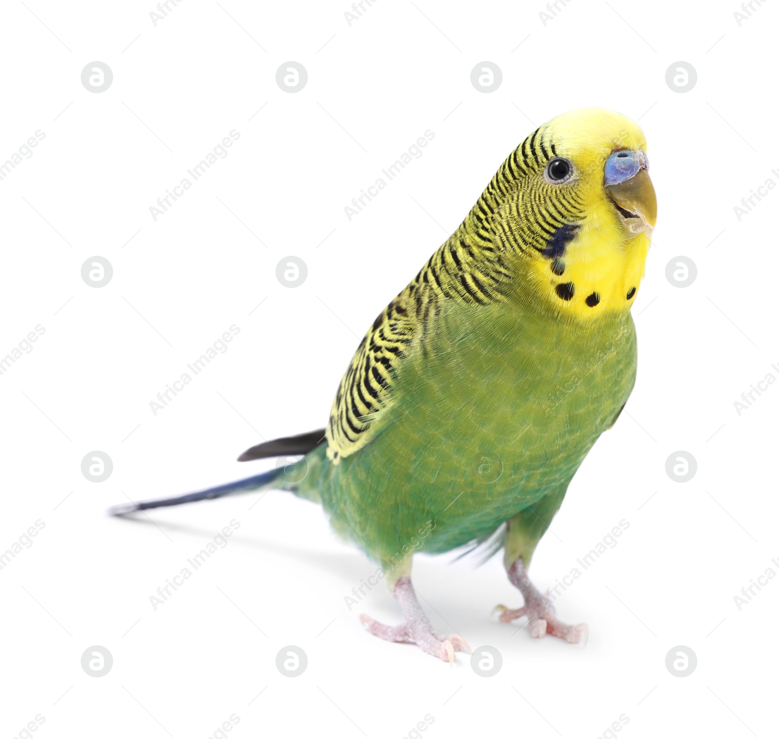 Photo of Beautiful bright parrot on white background. Exotic pet