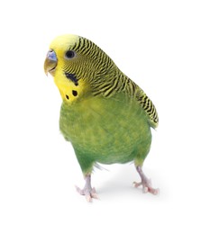 Photo of Beautiful bright parrot on white background. Exotic pet