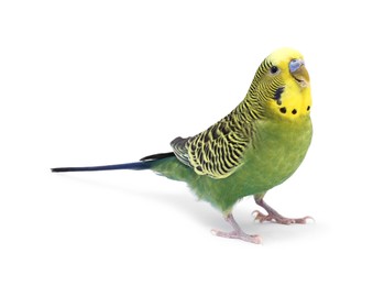 Photo of Beautiful bright parrot on white background. Exotic pet