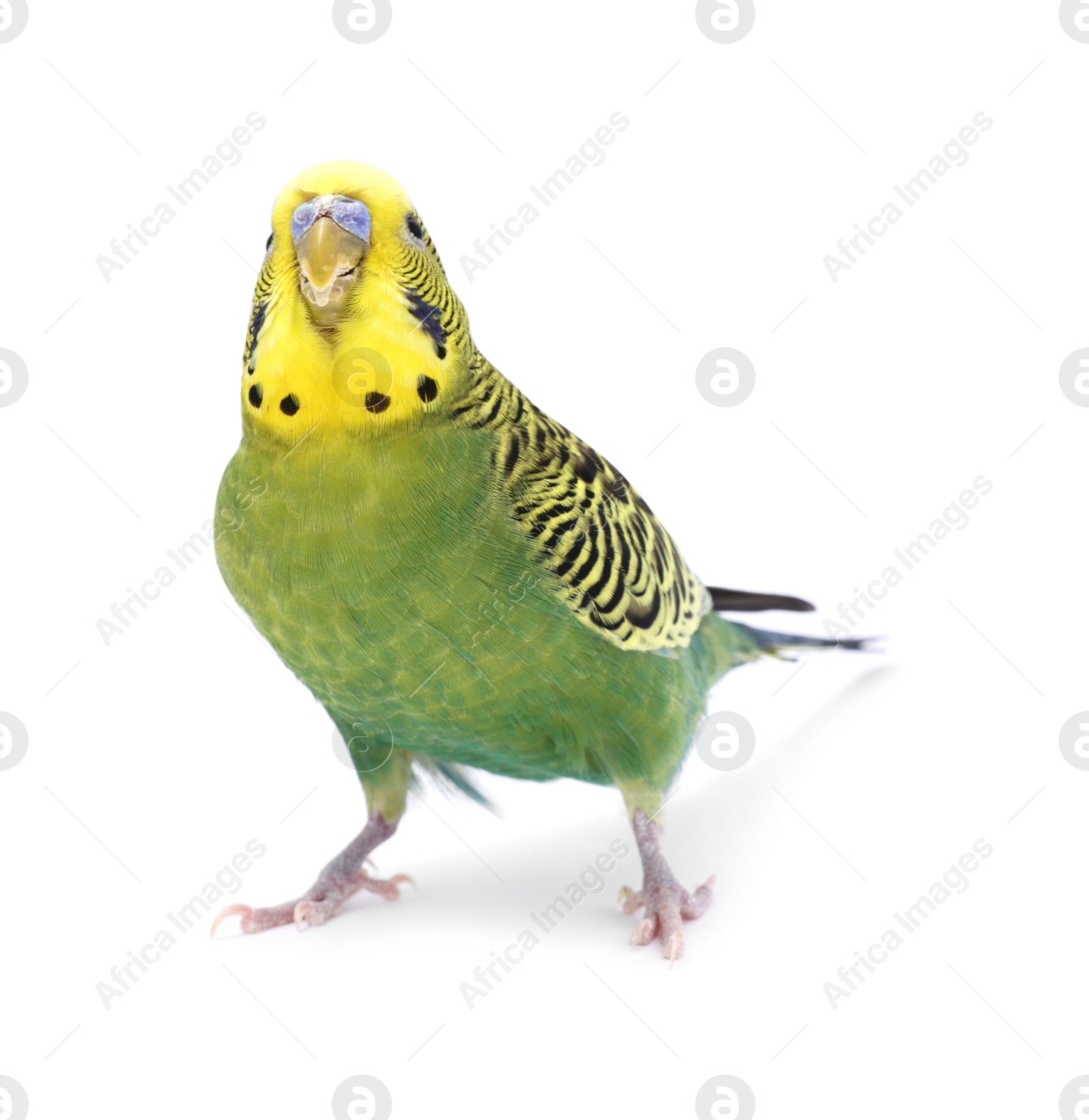 Photo of Beautiful bright parrot on white background. Exotic pet