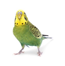 Photo of Beautiful bright parrot on white background. Exotic pet