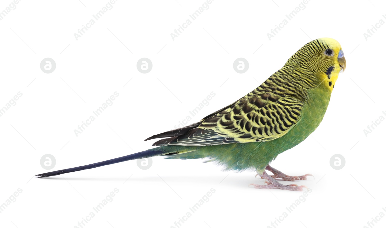 Photo of Beautiful bright parrot on white background. Exotic pet