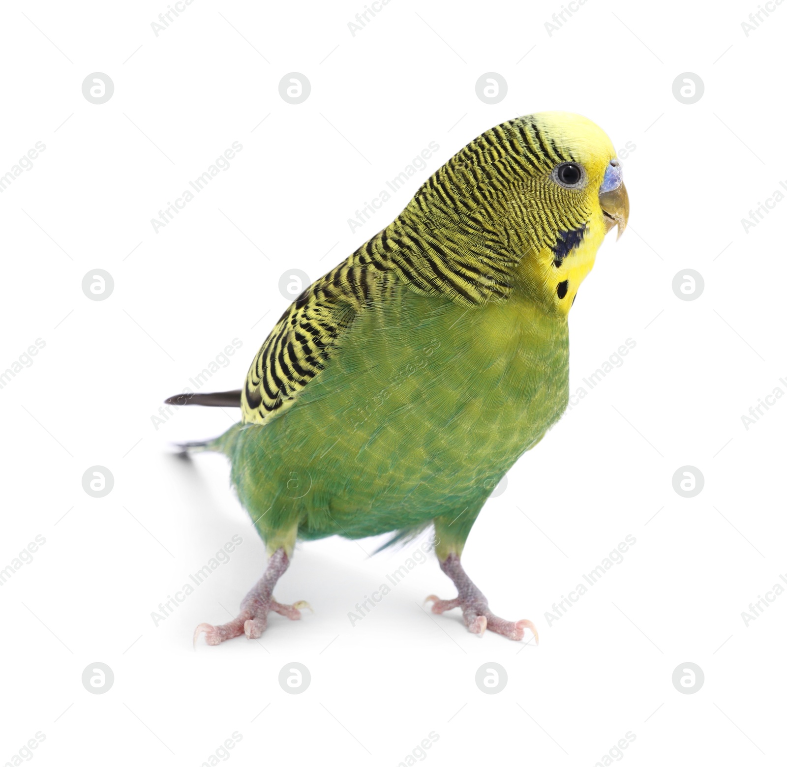 Photo of Beautiful bright parrot on white background. Exotic pet