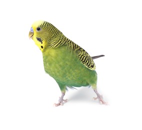 Photo of Beautiful bright parrot on white background. Exotic pet