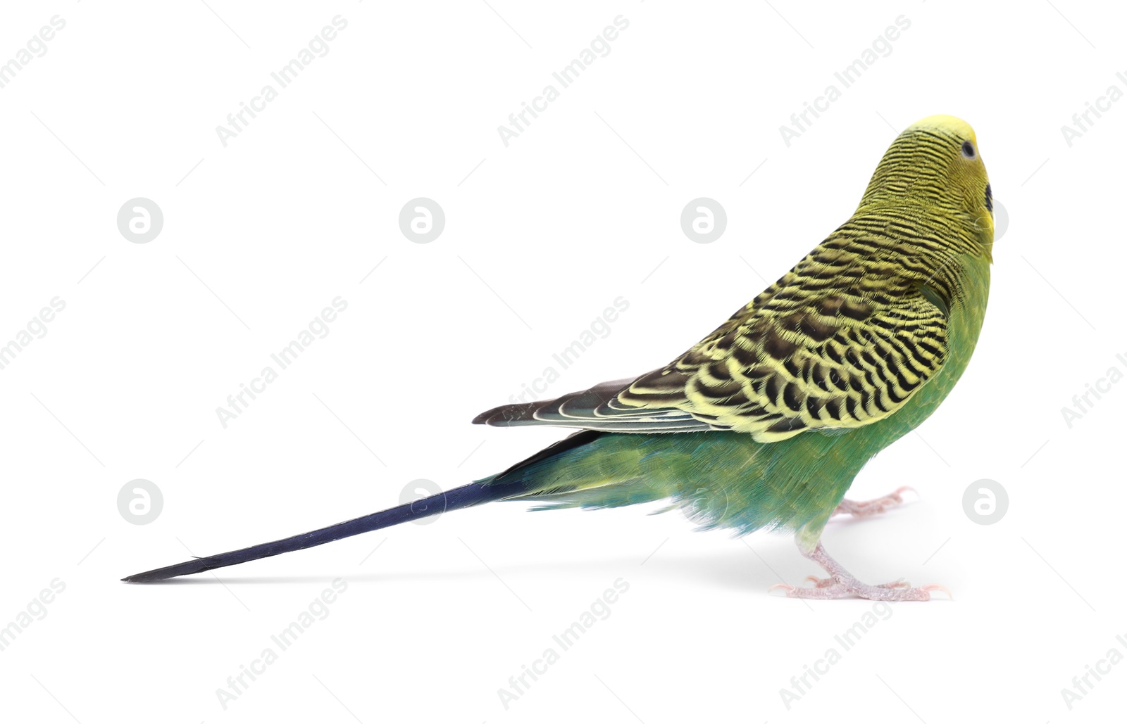 Photo of Beautiful bright parrot on white background. Exotic pet