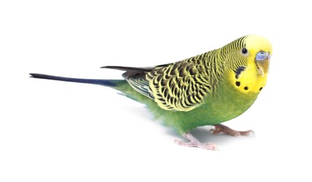 Photo of Beautiful bright parrot on white background. Exotic pet