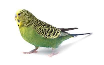 Photo of Beautiful bright parrot on white background. Exotic pet