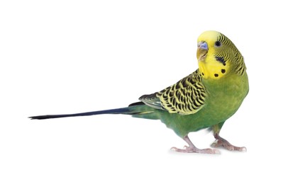 Beautiful bright parrot on white background. Exotic pet