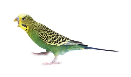 Photo of Beautiful bright parrot on white background. Exotic pet