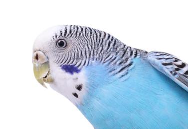 Photo of Beautiful bright parrot on white background. Exotic pet