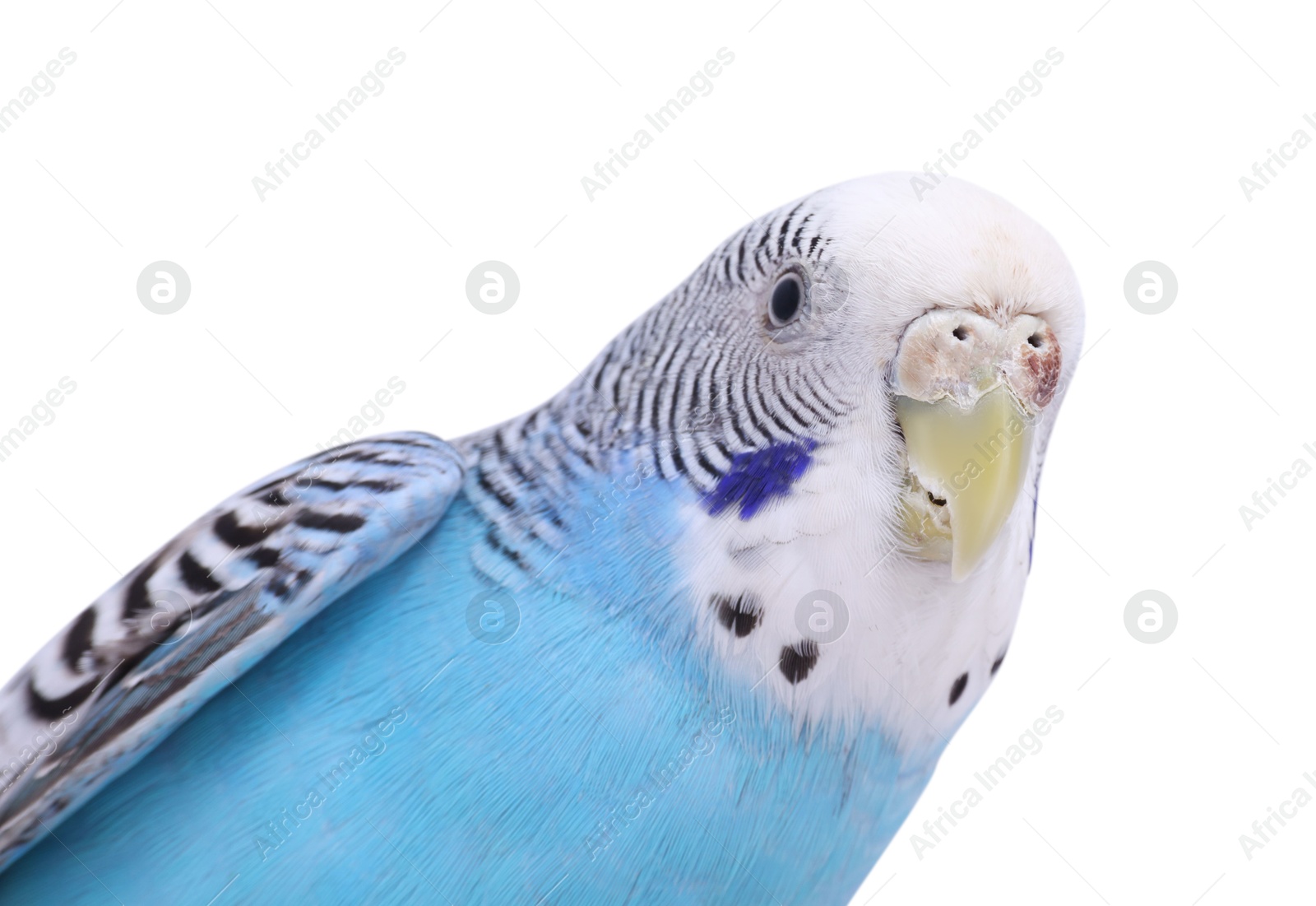 Photo of Beautiful bright parrot on white background. Exotic pet