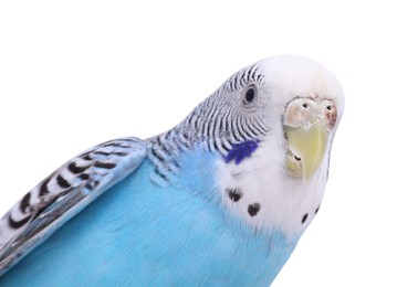 Beautiful bright parrot on white background. Exotic pet