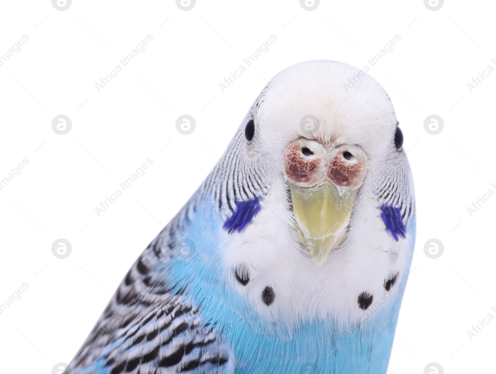 Photo of Beautiful bright parrot on white background. Exotic pet