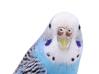 Photo of Beautiful bright parrot on white background. Exotic pet