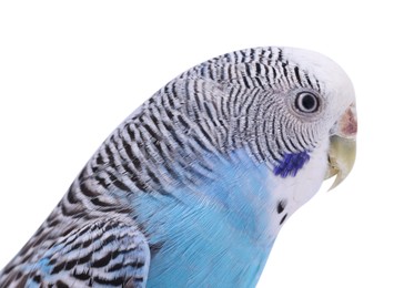 Beautiful bright parrot on white background. Exotic pet