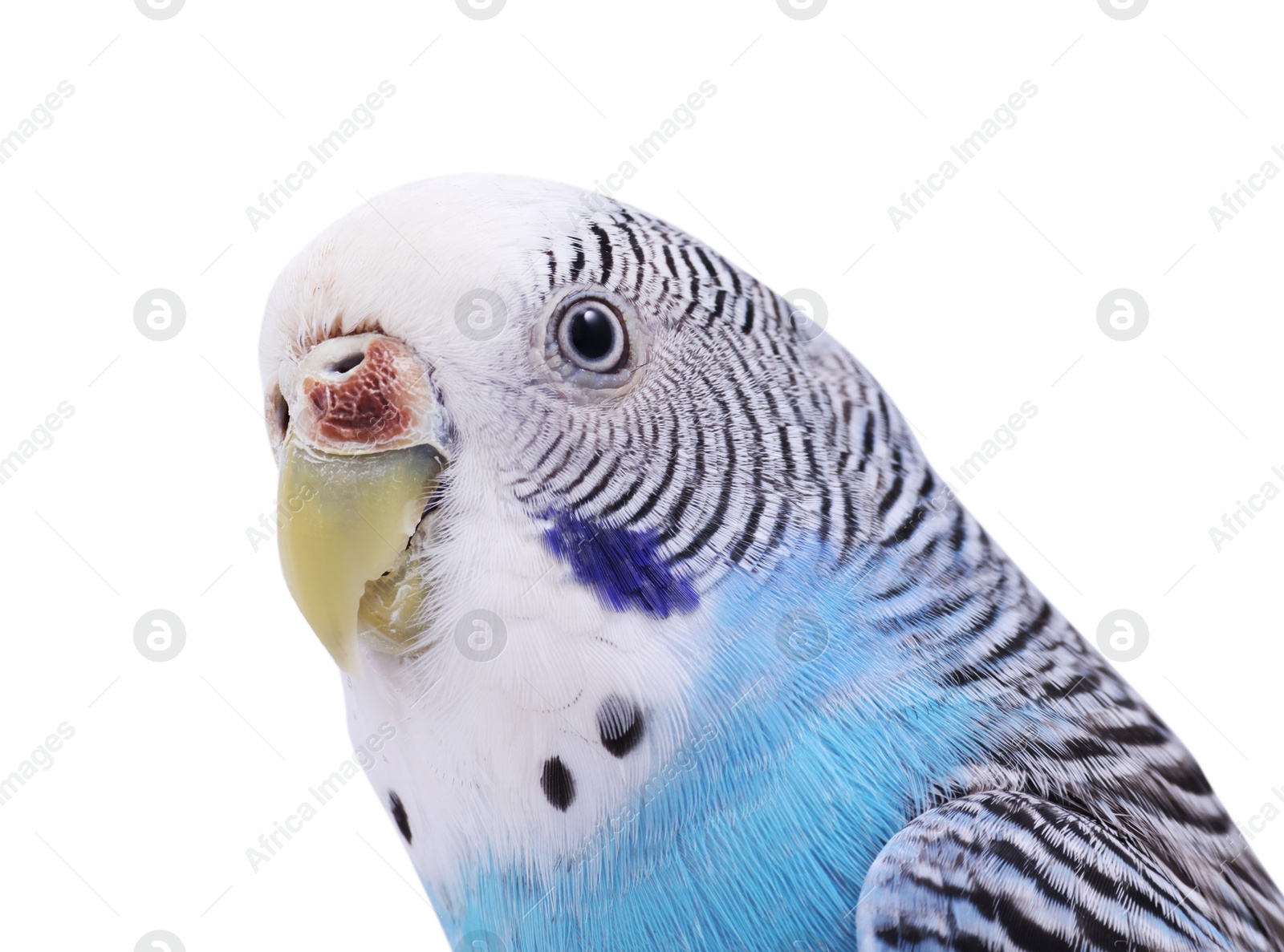 Photo of Beautiful bright parrot on white background. Exotic pet