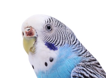 Beautiful bright parrot on white background. Exotic pet