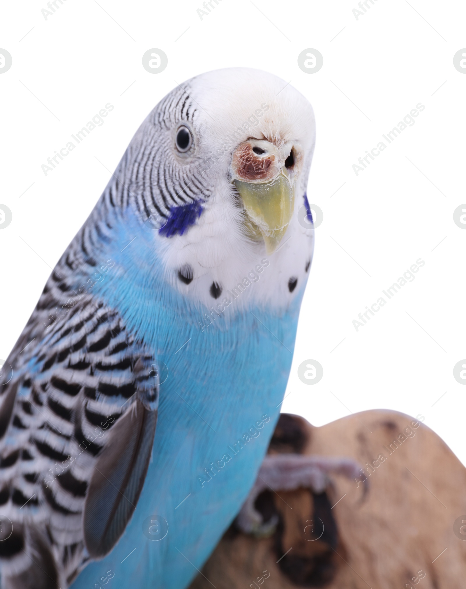 Photo of Bright parrot on wooden snag against white background. Exotic pet