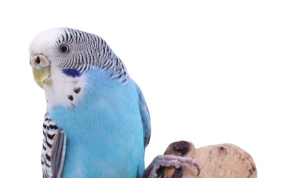 Photo of Bright parrot on wooden snag against white background. Exotic pet