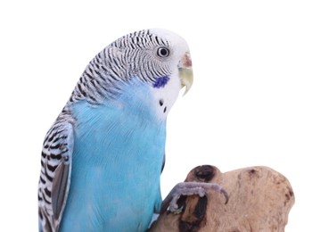 Photo of Bright parrot on wooden snag against white background. Exotic pet