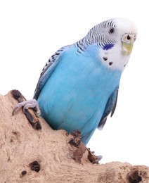 Photo of Bright parrot on wooden snag against white background. Exotic pet