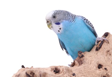 Photo of Bright parrot on wooden snag against white background. Exotic pet