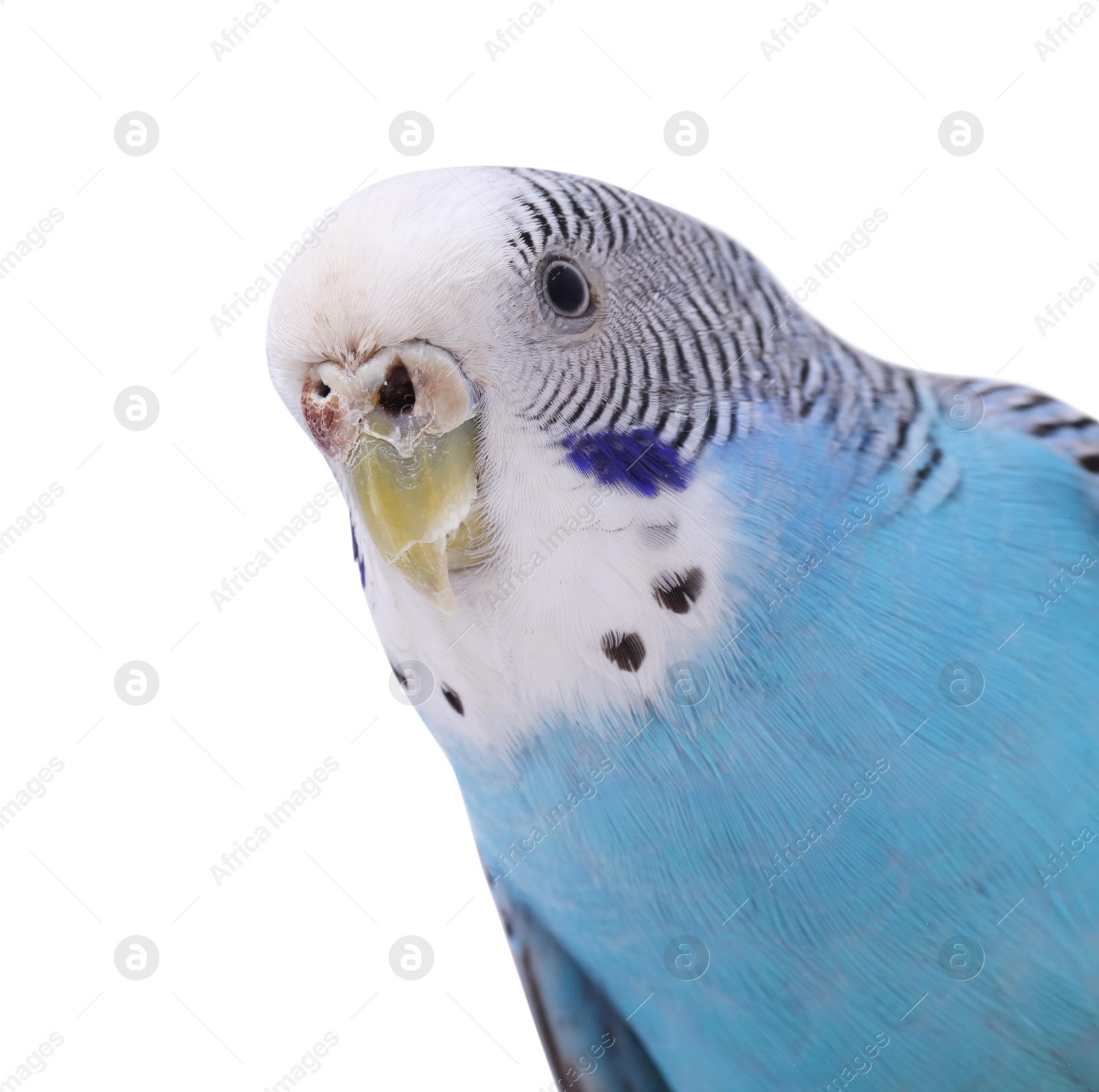 Photo of Beautiful bright parrot on white background. Exotic pet