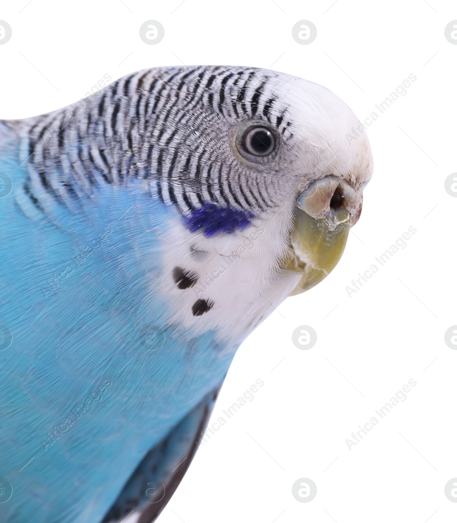 Photo of Beautiful bright parrot on white background. Exotic pet